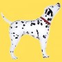 Dalmata_4bbef9e0583b9